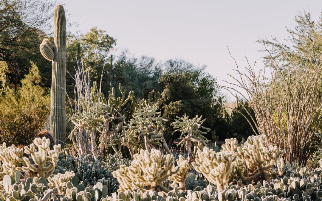 6 Essential Steps For Desert Gardening