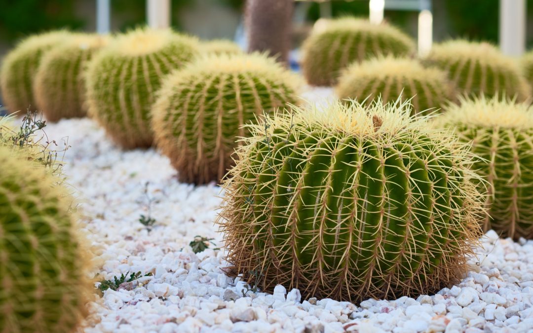 8 Desert Garden Ideas