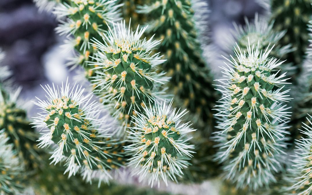 How To Conserve Water In A Southwest Garden