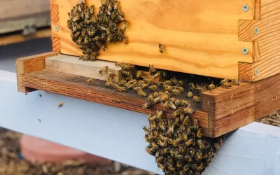 6 Steps for The Ultimate DIY Bee-House