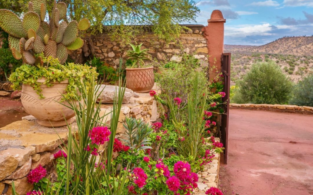 6 Great Tips to Successfully Garden in the Desert Climate